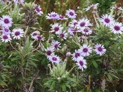 Macrolearia semidentata