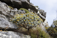 Euryops pectinatus pectinatus