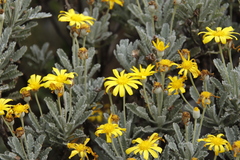 Euryops pectinatus pectinatus