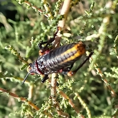 Dictyophorus