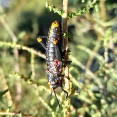 Dictyophorus