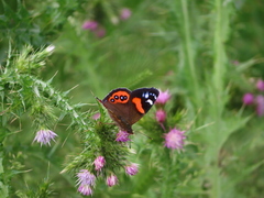 Vanessa gonerilla ida