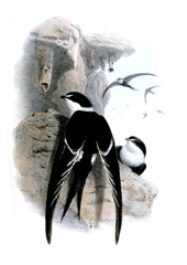 Great Swallow-Tailed Swift photo 2