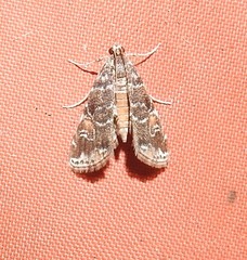 Elophila difflualis
