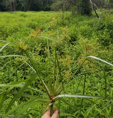 Cyperus digitatus