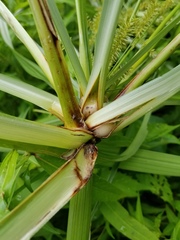 Cyperus digitatus