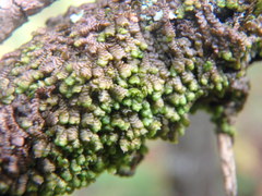 Frullania inflata
