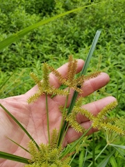 Cyperus digitatus