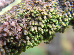 Frullania inflata