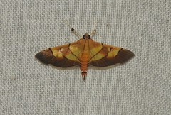 Syngamia latimarginalis
