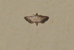 Cnaphalocrocis trebiusalis