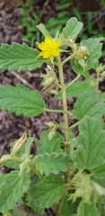 Corchorus kirkii