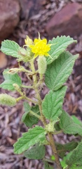 Corchorus kirkii