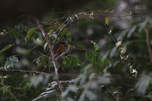 iNaturalist image