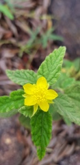 Corchorus kirkii