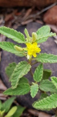 Corchorus kirkii