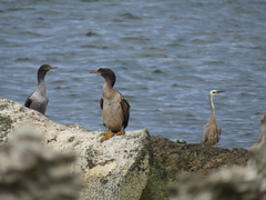 Phalacrocorax featherstoni