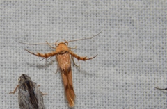 Stathmopoda luminata