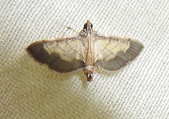 Cnaphalocrocis trebiusalis