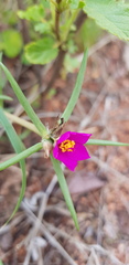 Portulaca kermesina