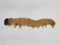 Schoenobiinae