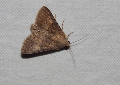Eublemma nigrivitta