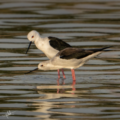 Himantopus himantopus