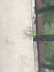 Urolabida