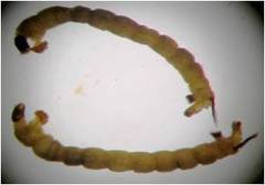 Podonominae