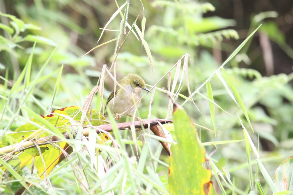 Green Longtail