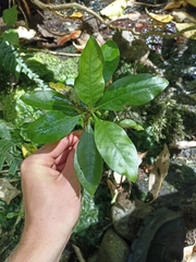 Coprosma macrocarpa