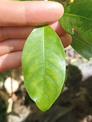 Coprosma macrocarpa