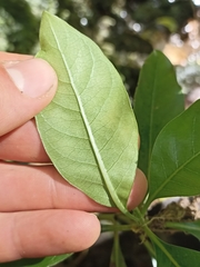 Coprosma macrocarpa