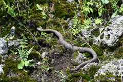 Crotalus transversus