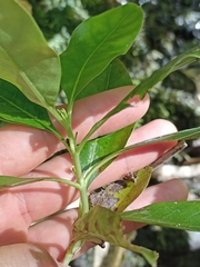 Coprosma macrocarpa