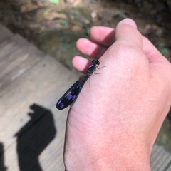 Aristocypha quadrimaculata