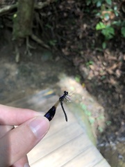 Aristocypha quadrimaculata