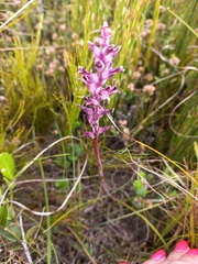 Lachenalia sessiliflora