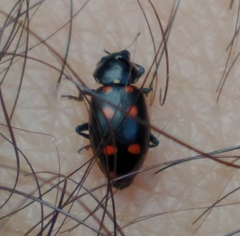Eriopis magellanica