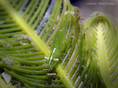 Hippolyte zostericola