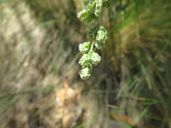 Chascolytrum subaristatum