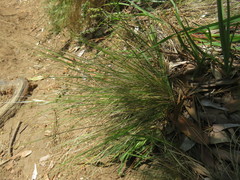 Chascolytrum subaristatum