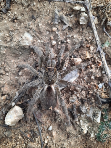 Eucratoscelus constrictus