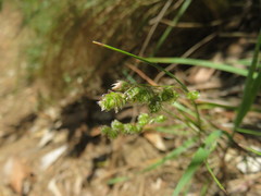 Chascolytrum subaristatum