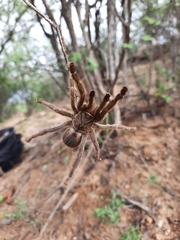 Eucratoscelus constrictus