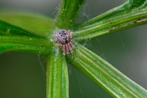 Palaearctic Backspined Meshweaver