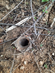 Eucratoscelus constrictus