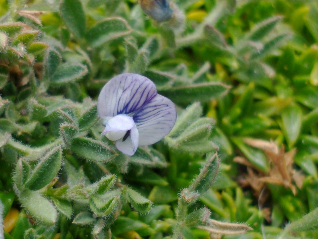 Magellanic vetch