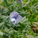 Vicia magellanica - Photo no hay derechos reservados, subido por Tabaré Barreto