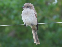 Southern Fiscal photo 5